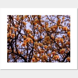 Peach flowers spring colors photography Posters and Art